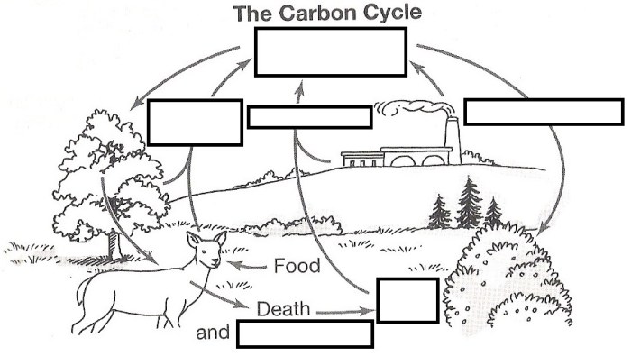 Carbon cycle fill in the blank diagram