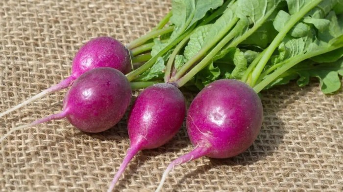 Radish flowers may be red purple or white