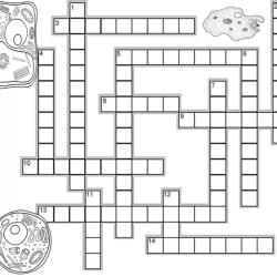 Cell organelle crossword puzzle answer key