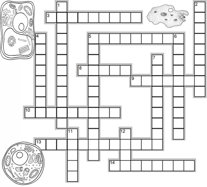 Cell organelle crossword puzzle answer key