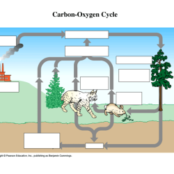 Carbon cycle fill in the blank diagram