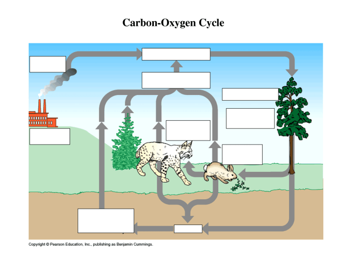 Carbon cycle fill in the blank diagram