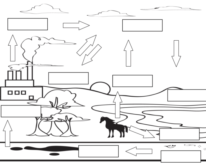 Carbon cycle question complete diagram sheet