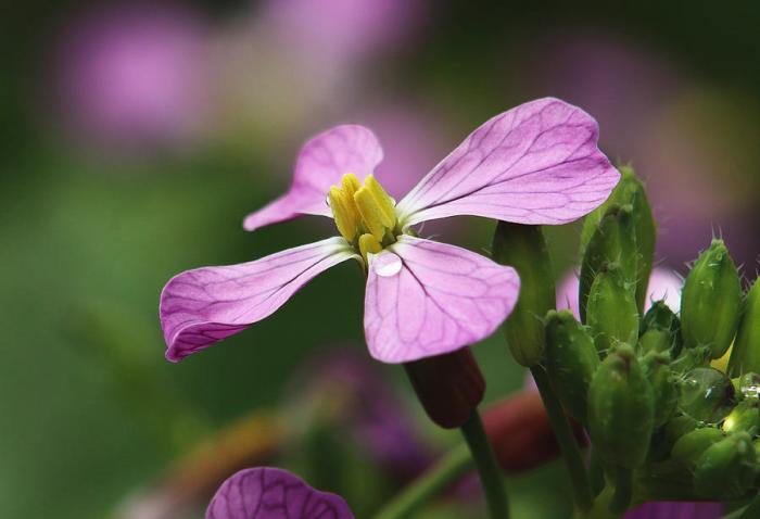 Radish flowers may be red purple or white