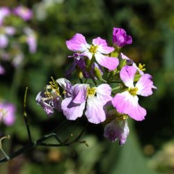 Radish flowers gardener