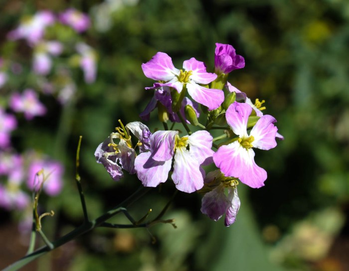 Radish flowers gardener