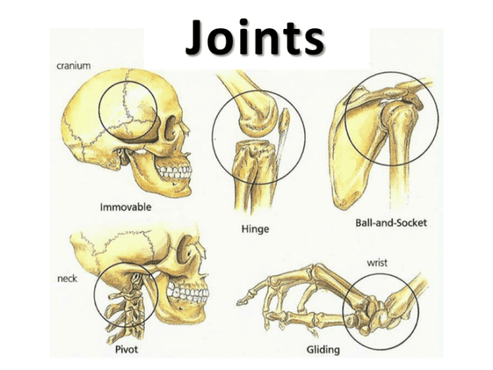 Classifications bones summary skeletal skeleton joints structural functional anatomy tissues scientistcindy physiology