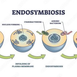 Learning through art eukaryotic cells and the process of endosymbiosis