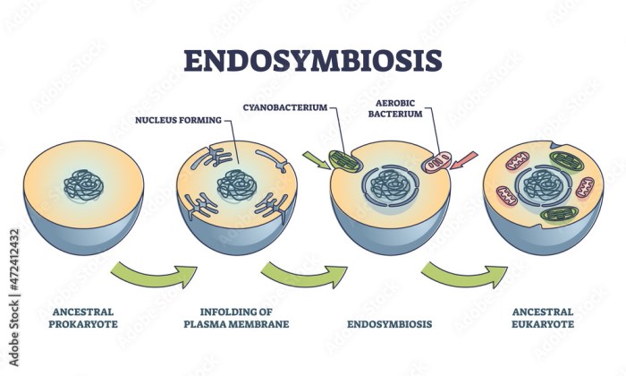 Learning through art eukaryotic cells and the process of endosymbiosis