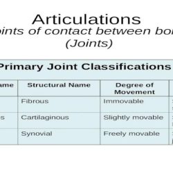 Which statement is true regarding articulations