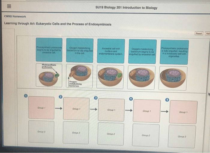 Evolution endosymbiosis eukaryotic secondary eukaryotes endosymbiotic origins event primary process events theory cell cyanobacteria first figure evolved evidence then protists